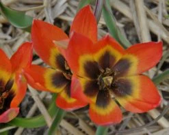 Tulip 'Little Princess' 26 Tulip 'Little Princess' -Beauty Flowers Shop tulip little princess 5