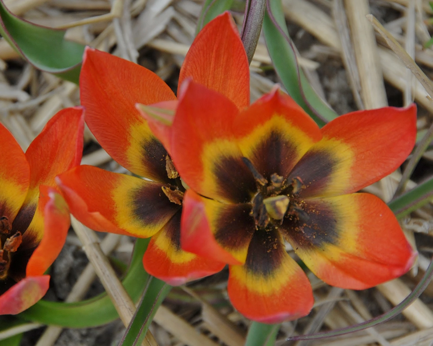 Tulip 'Little Princess' 11 Tulip 'Little Princess' - Image 9