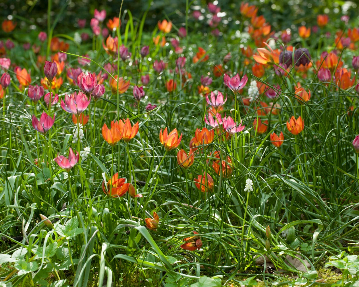 Tulip 'Little Princess' 9 Tulip 'Little Princess' - Image 7