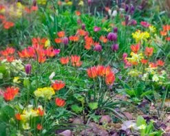 Tulip 'Little Princess' 20 Tulip 'Little Princess' -Beauty Flowers Shop tulip little princess 9