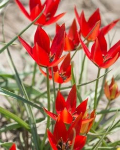 Tulip Orphanidea 'Lizzy' 7 Tulip Orphanidea 'Lizzy' -Beauty Flowers Shop tulip lizzy 3