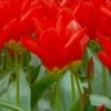 Tulip 'Red Emperor' 2 Tulip 'Red Emperor' -Beauty Flowers Shop tulip madame lefeber 1