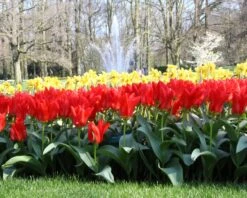 Tulip 'Red Emperor' 19 Tulip 'Red Emperor' -Beauty Flowers Shop tulip madame lefeber 12