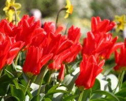 Tulip 'Red Emperor' 16 Tulip 'Red Emperor' -Beauty Flowers Shop tulip madame lefeber 13