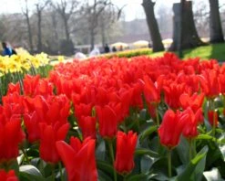 Tulip 'Red Emperor' 17 Tulip 'Red Emperor' -Beauty Flowers Shop tulip madame lefeber 14