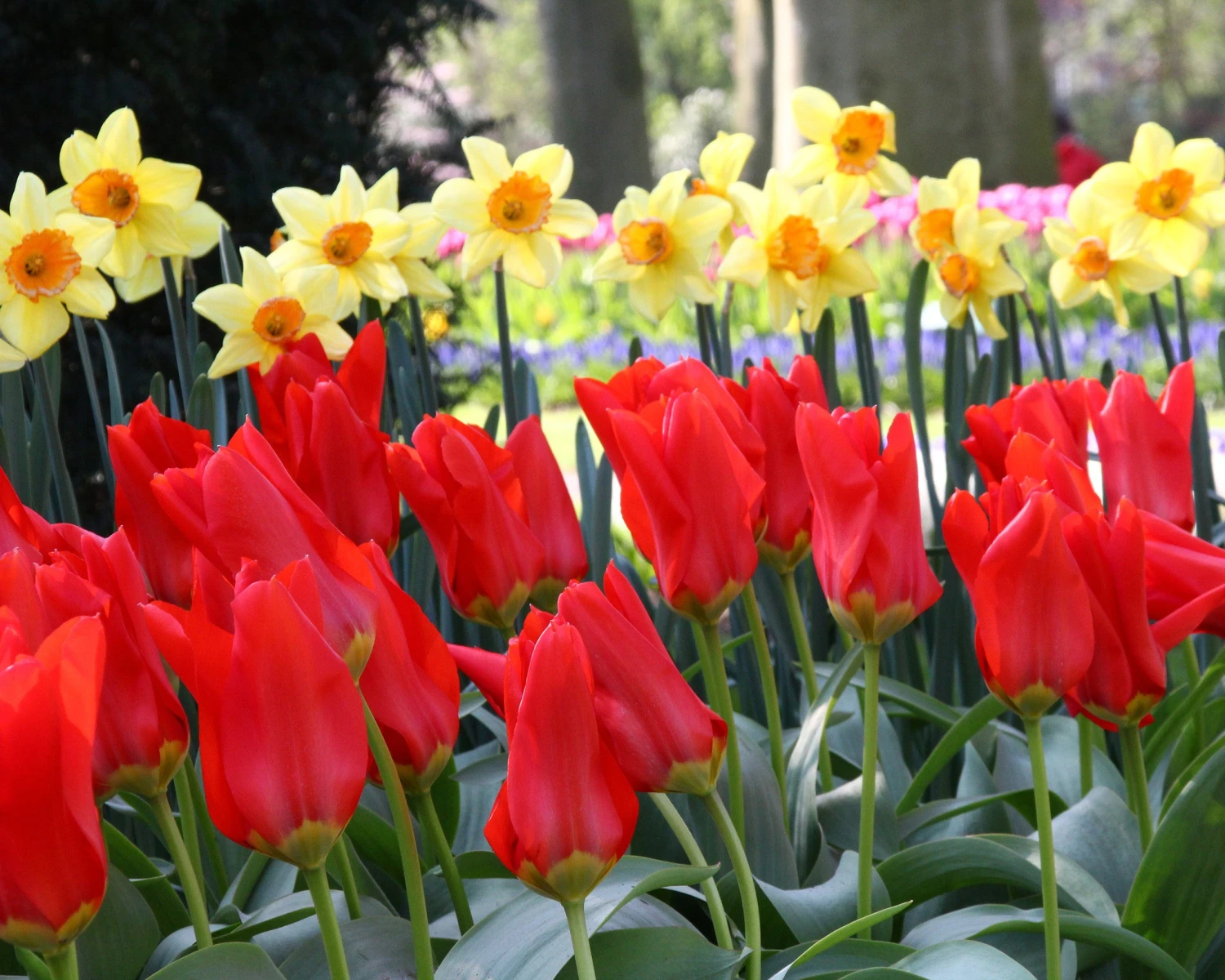 Tulip 'Red Emperor' 4 Tulip 'Red Emperor' - Image 2