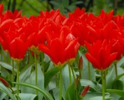 Tulip 'Red Emperor' 13 Tulip 'Red Emperor' -Beauty Flowers Shop tulip madame lefeber 2