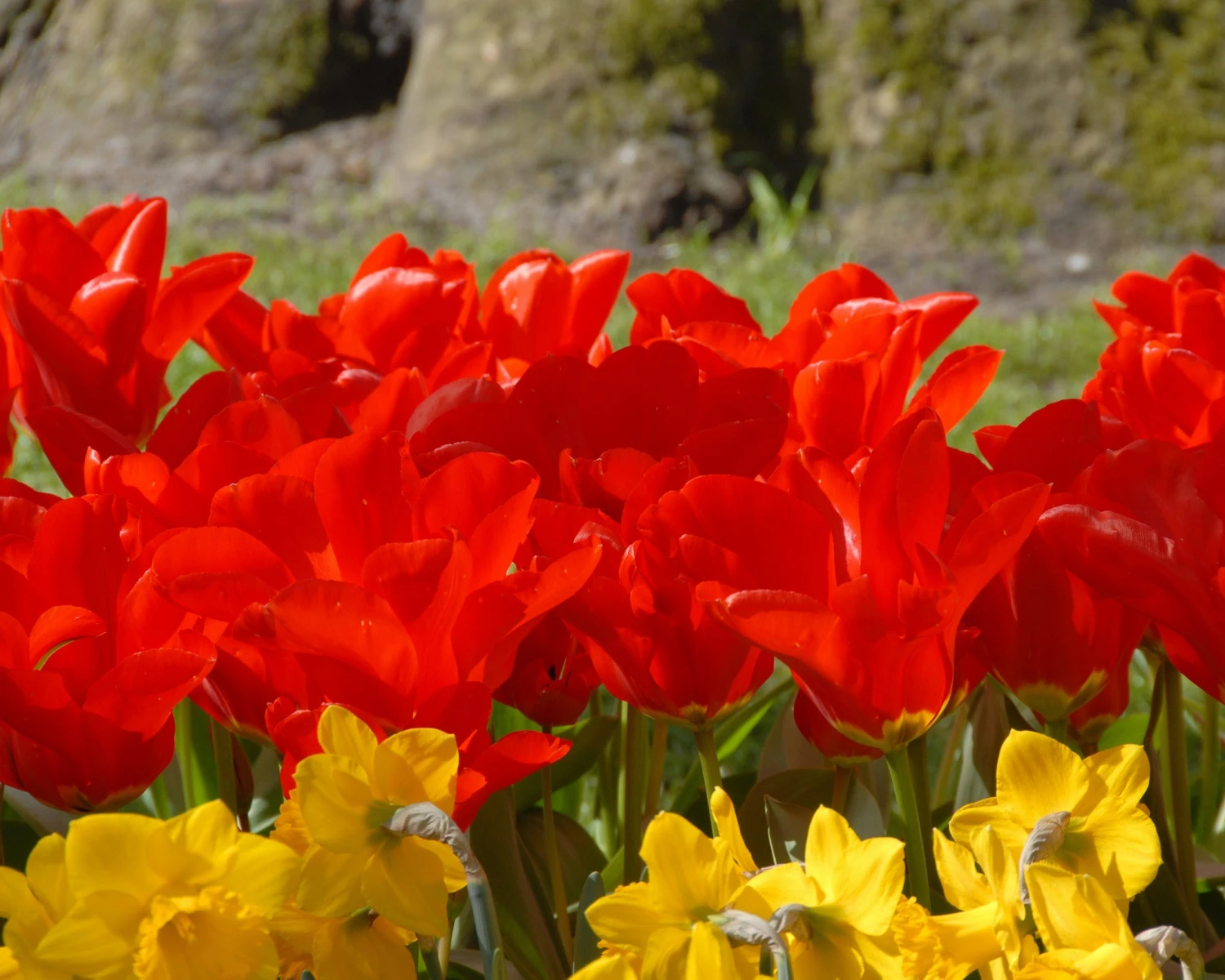 Tulip 'Red Emperor' 7 Tulip 'Red Emperor' - Image 5