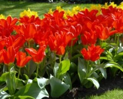 Tulip 'Red Emperor' 18 Tulip 'Red Emperor' -Beauty Flowers Shop tulip madame lefeber 5
