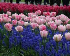 Collection 'Magenta Magic' 9 Collection 'Magenta Magic' -Beauty Flowers Shop tulip magenta magic 1