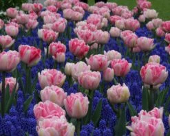 Collection 'Magenta Magic' 11 Collection 'Magenta Magic' -Beauty Flowers Shop tulip magenta magic 2