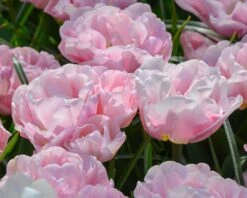 Tulip 'Mariage' 13 Tulip 'Mariage' -Beauty Flowers Shop tulip mariage 3