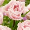 Tulip 'Mariage' 2 Tulip 'Mariage' -Beauty Flowers Shop tulip mariage 4