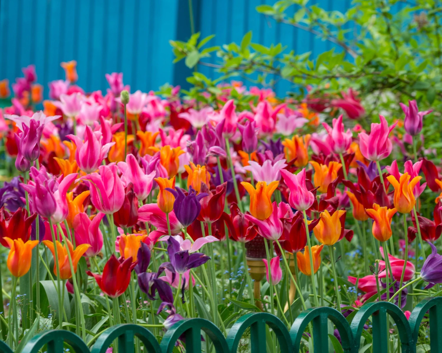 Tulip 'Mariette' 4 Tulip 'Mariette' - Image 2