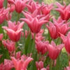 Tulip 'Mariette' 1 Tulip 'Mariette' -Beauty Flowers Shop tulip mariette 11