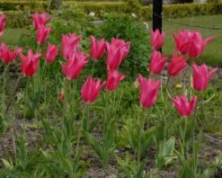 Tulip 'Mariette' 17 Tulip 'Mariette' -Beauty Flowers Shop tulip mariette 2