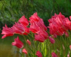Tulip 'Mariette' 19 Tulip 'Mariette' -Beauty Flowers Shop tulip mariette 4