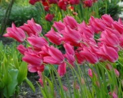 Tulip 'Mariette' 21 Tulip 'Mariette' -Beauty Flowers Shop tulip mariette 5