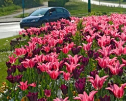 Tulip 'Mariette' 20 Tulip 'Mariette' -Beauty Flowers Shop tulip mariette 9