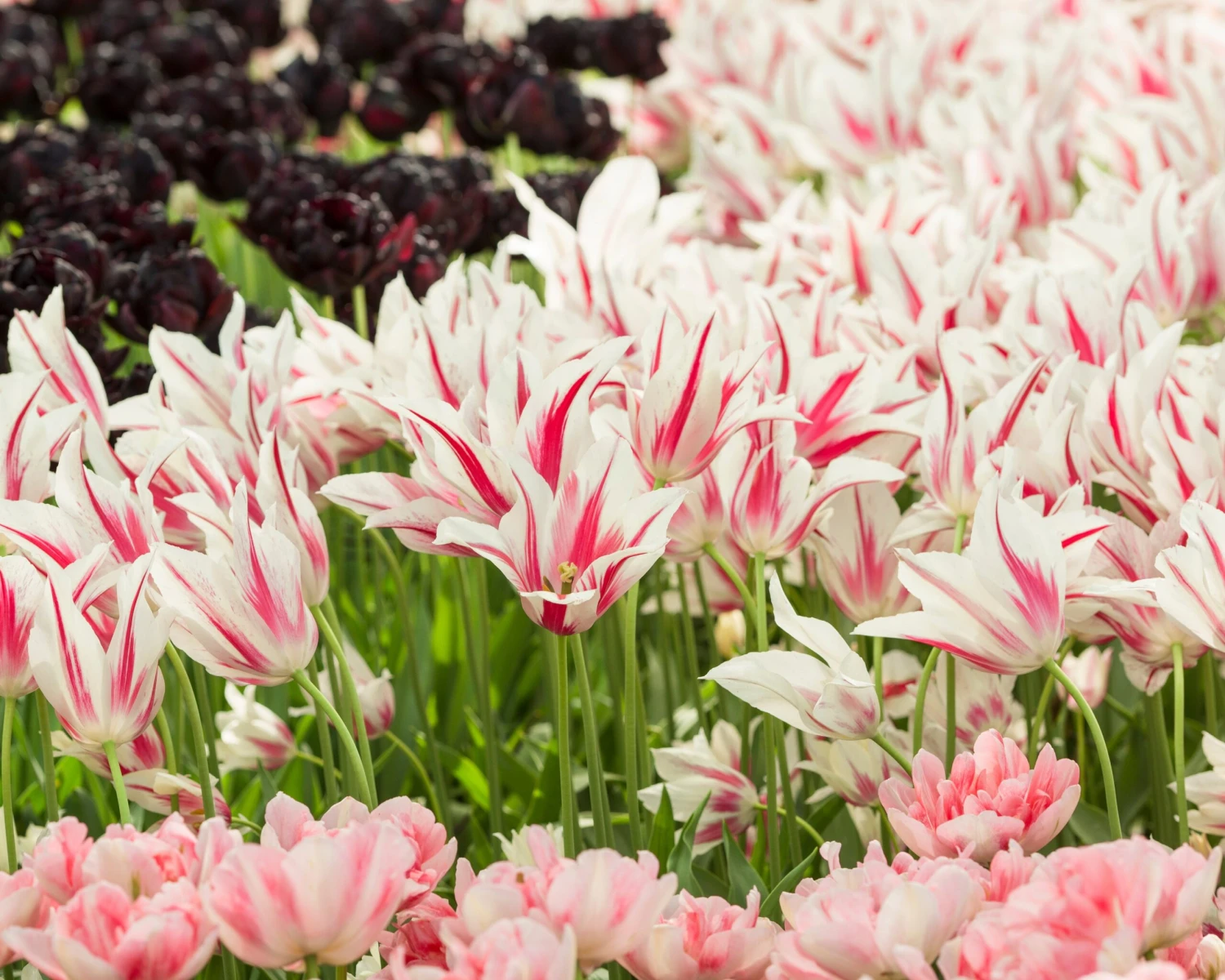 Tulip 'Marilyn' 4 Tulip 'Marilyn' - Image 2