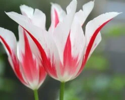 Tulip 'Marilyn' 17 Tulip 'Marilyn' -Beauty Flowers Shop tulip marilyn 10
