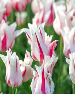 Tulip 'Marilyn' 14 Tulip 'Marilyn' -Beauty Flowers Shop tulip marilyn 2