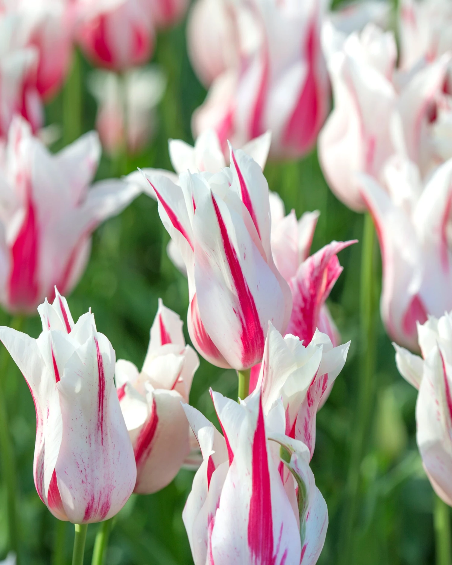 Tulip 'Marilyn' 5 Tulip 'Marilyn' - Image 3