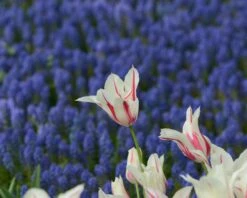 Tulip 'Marilyn' 16 Tulip 'Marilyn' -Beauty Flowers Shop tulip marilyn 4