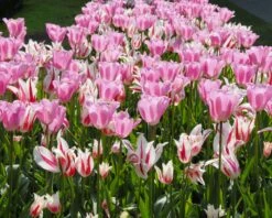 Tulip 'Marilyn' 18 Tulip 'Marilyn' -Beauty Flowers Shop tulip marilyn 5