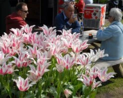 Tulip 'Marilyn' 20 Tulip 'Marilyn' -Beauty Flowers Shop tulip marilyn 7