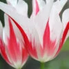 Tulip 'Marilyn' -Beauty Flowers Shop tulip marilyn 9