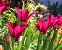 Tulip 'Merlot' 12 Tulip 'Merlot' -Beauty Flowers Shop tulip merlot 0