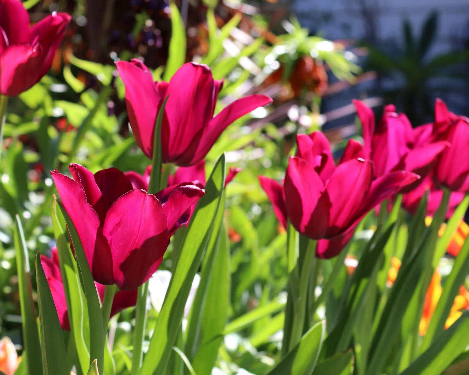 Tulip 'Merlot' 5 Tulip 'Merlot' - Image 3