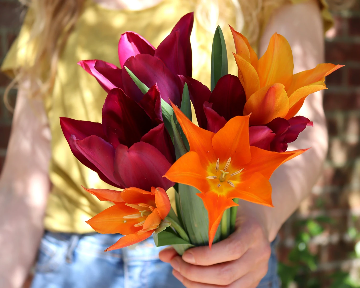 Tulip 'Merlot' 4 Tulip 'Merlot' - Image 2