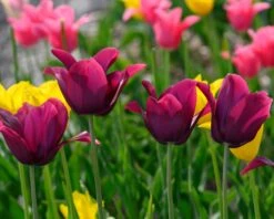 Tulip 'Merlot' 13 Tulip 'Merlot' -Beauty Flowers Shop tulip merlot 2