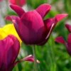 Tulip 'Merlot' 1 Tulip 'Merlot' -Beauty Flowers Shop tulip merlot 20
