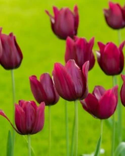 Tulip 'Merlot' 16 Tulip 'Merlot' -Beauty Flowers Shop tulip merlot 3