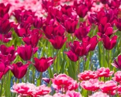 Tulip 'Merlot' 17 Tulip 'Merlot' -Beauty Flowers Shop tulip merlot 6