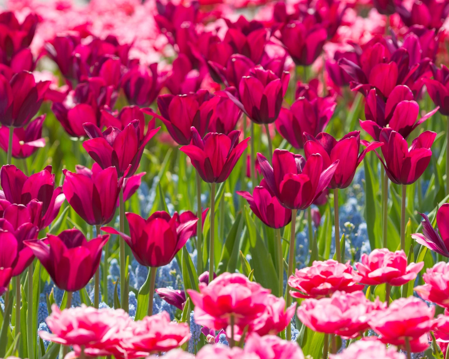 Tulip 'Merlot' 10 Tulip 'Merlot' - Image 8