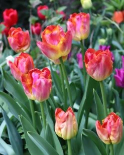 Tulip 'Miami Sunset' 15 Tulip 'Miami Sunset' -Beauty Flowers Shop tulip miami sunset 00