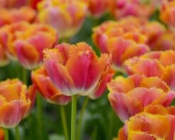 Tulip 'Miami Sunset' 14 Tulip 'Miami Sunset' -Beauty Flowers Shop tulip miami sunset 2