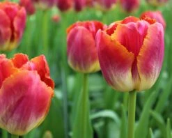 Tulip 'Miami Sunset' 13 Tulip 'Miami Sunset' -Beauty Flowers Shop tulip miami sunset 3