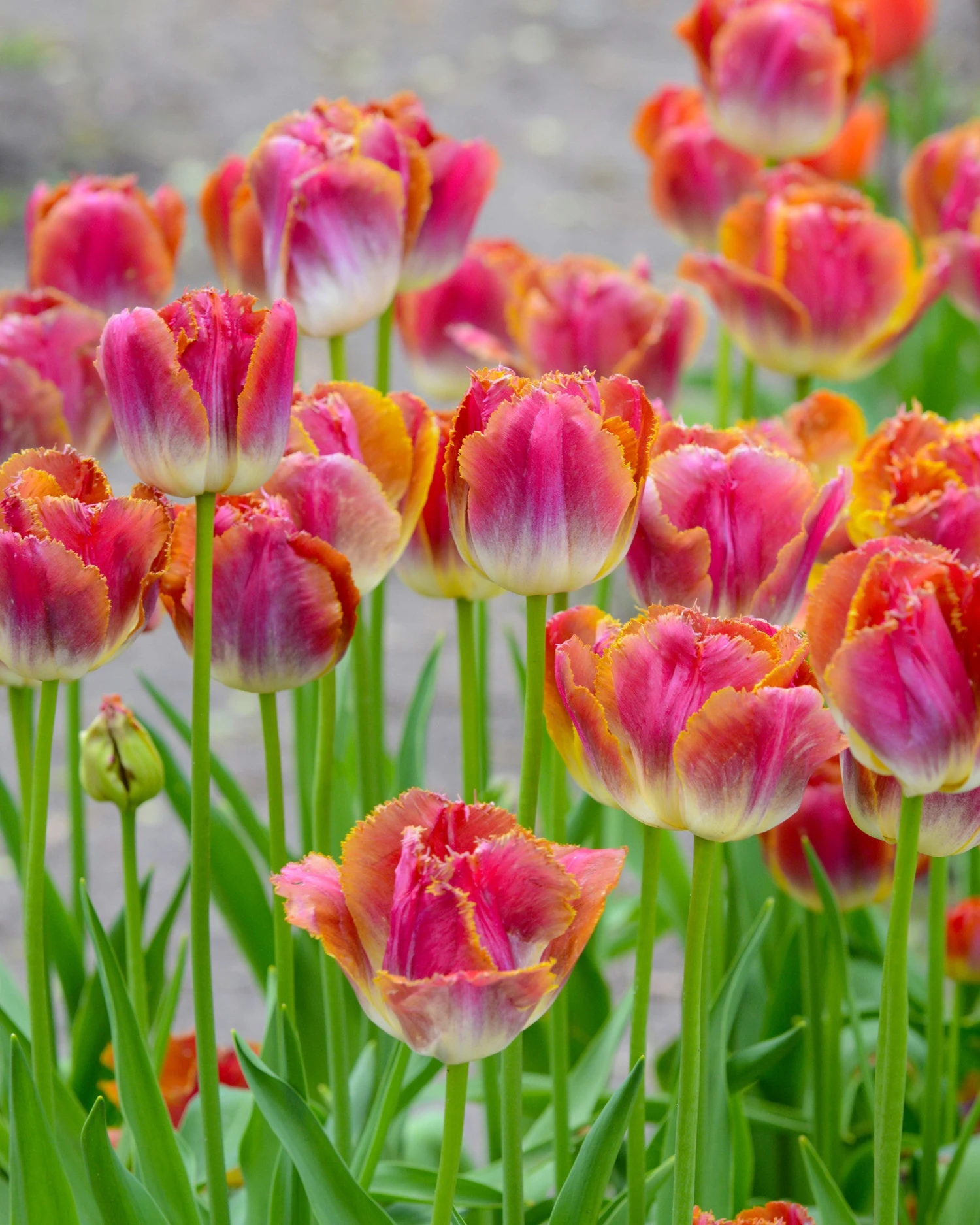 Tulip 'Miami Sunset' 3 Tulip 'Miami Sunset'