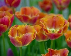 Tulip 'Miami Sunset' 12 Tulip 'Miami Sunset' -Beauty Flowers Shop tulip miami sunset 5