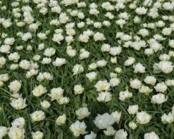 Tulip 'Mount Tacoma' -Beauty Flowers Shop tulip mondial 2