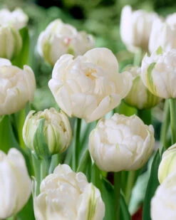 Tulip 'Mount Tacoma' -Beauty Flowers Shop tulip mount tacoma 1