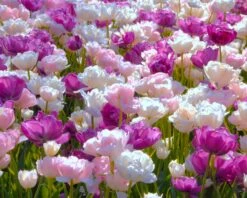 Tulip 'Mount Tacoma' -Beauty Flowers Shop tulip mount tacoma 1 a5d1fca9 dfd1 4e20 9f8a 96e68a74b7e6