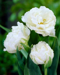 Tulip 'Mount Tacoma' -Beauty Flowers Shop tulip mount tacoma 2