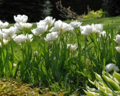 Tulip 'Mount Tacoma' -Beauty Flowers Shop tulip mount tacoma 3