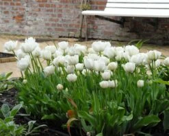 Tulip 'Mount Tacoma' -Beauty Flowers Shop tulip mount tacoma 3 4ff825fc 38cf 477a a35f 2ae2c7a33200